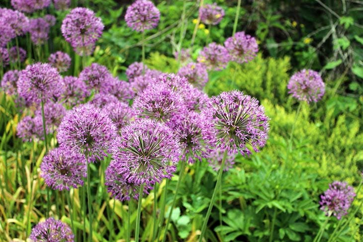 allium