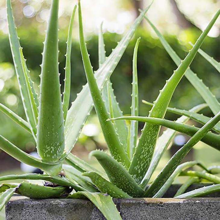 aloe vera maison