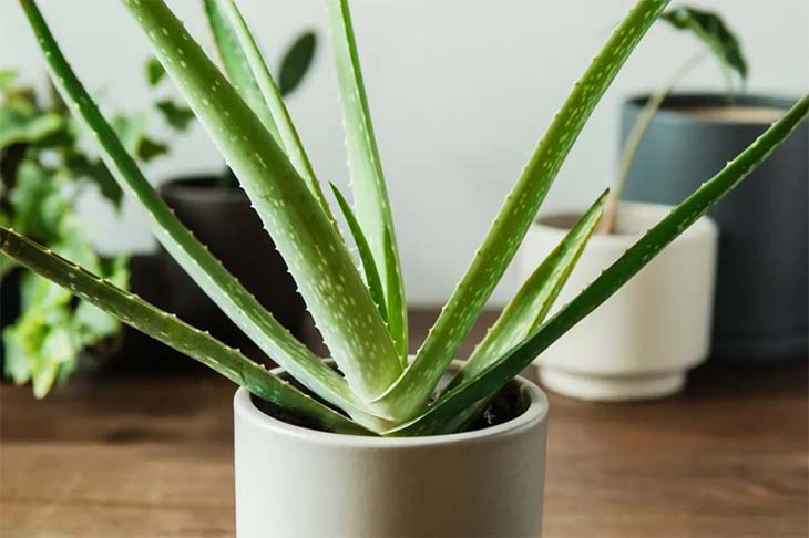 Aloe vera – fonte: spm