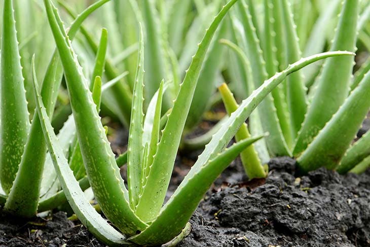 Aloe vera