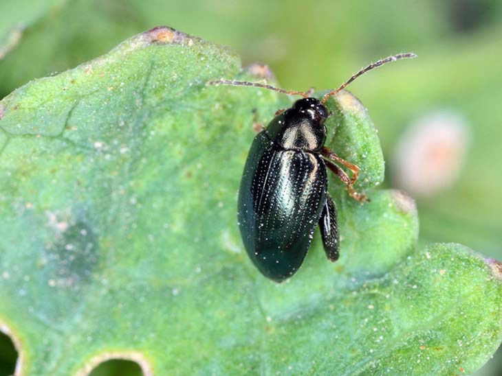flea beetle plant