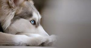 Altruisme canin : Comment Banner, le husky, a transformé le destin de sept chatons