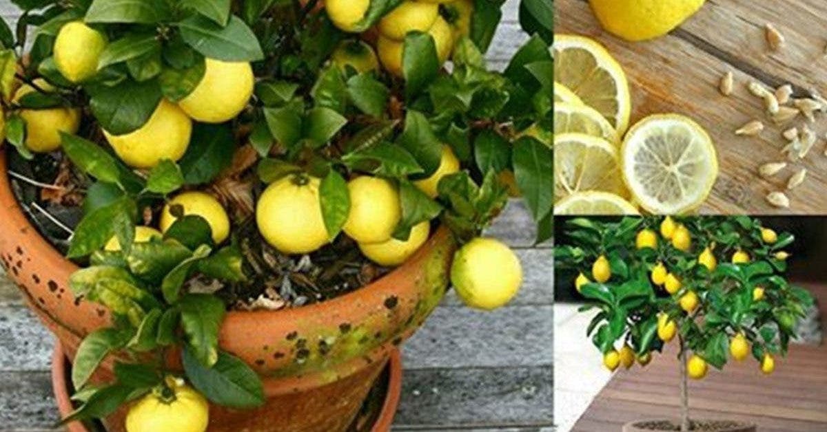 apprenez-a-faire-pousser-du-citron-chez-vous-en-7-etapes-faciles-et-economiques