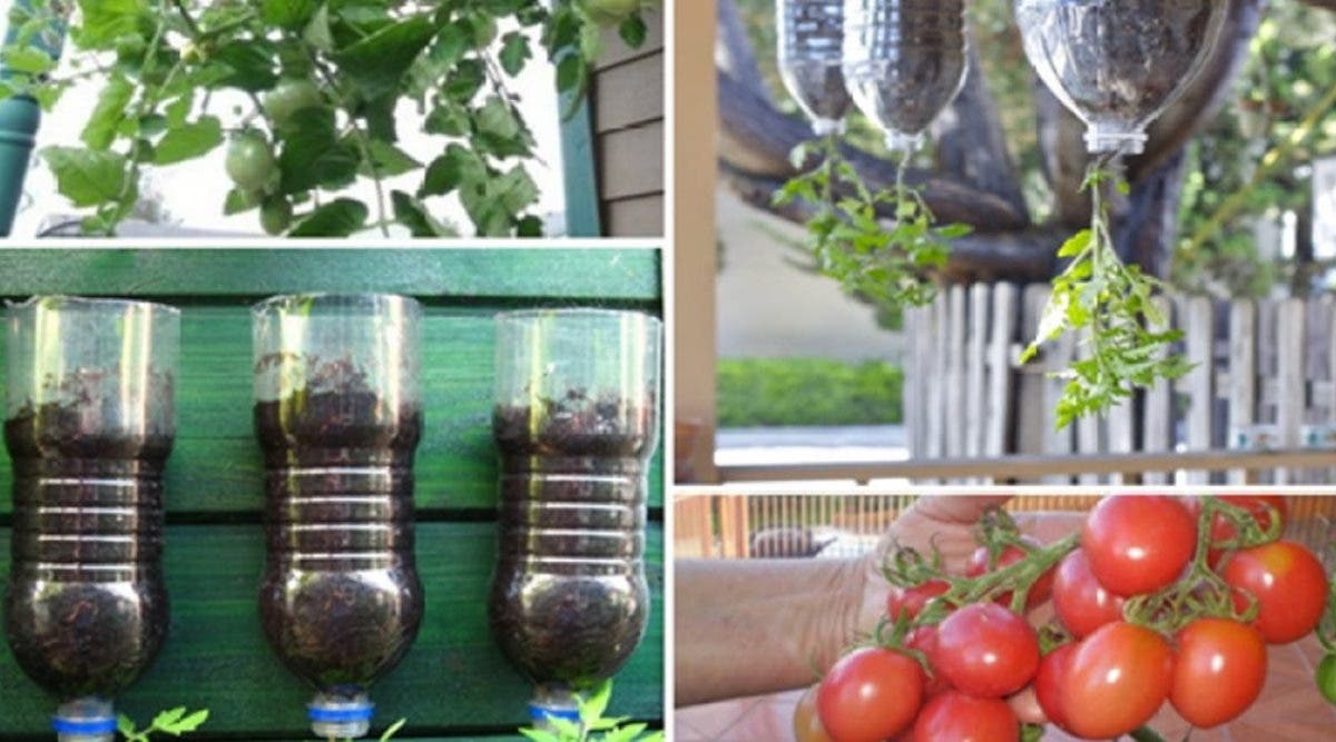 apprenez-a-planter-des-tomates-avec-des-bouteilles-facilement-a-la-maison-etapes-par-etapes