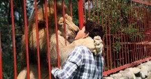 Après 20 ans de vie commune, ce lion en phase terminale dit au revoir à son gardien