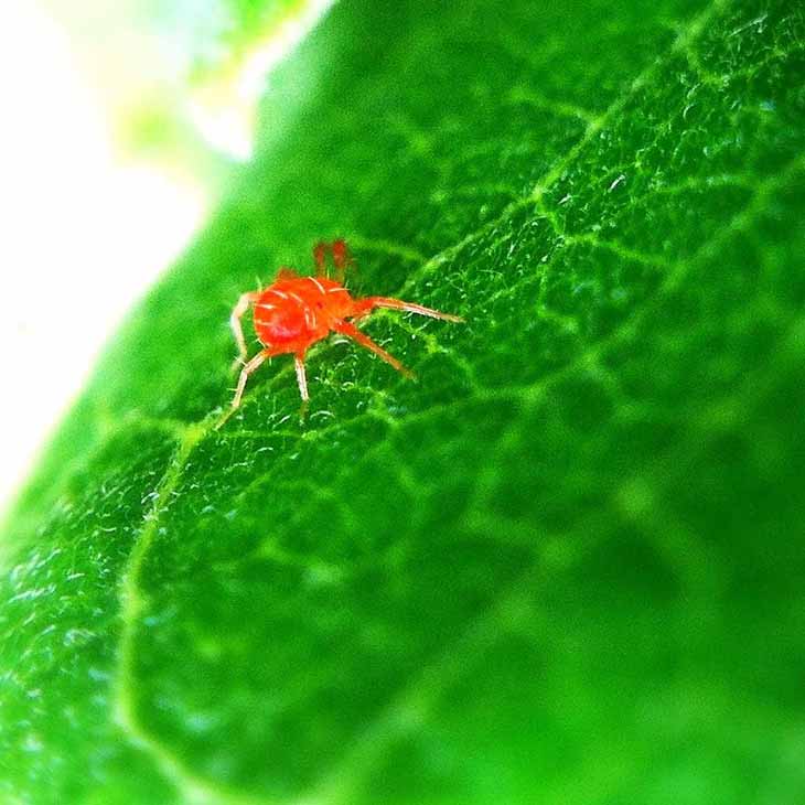 rote Spinne