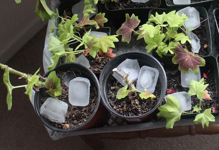 cubetti di ghiaccio per innaffiare le piante