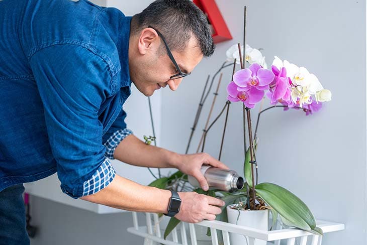 arroser des orchidées