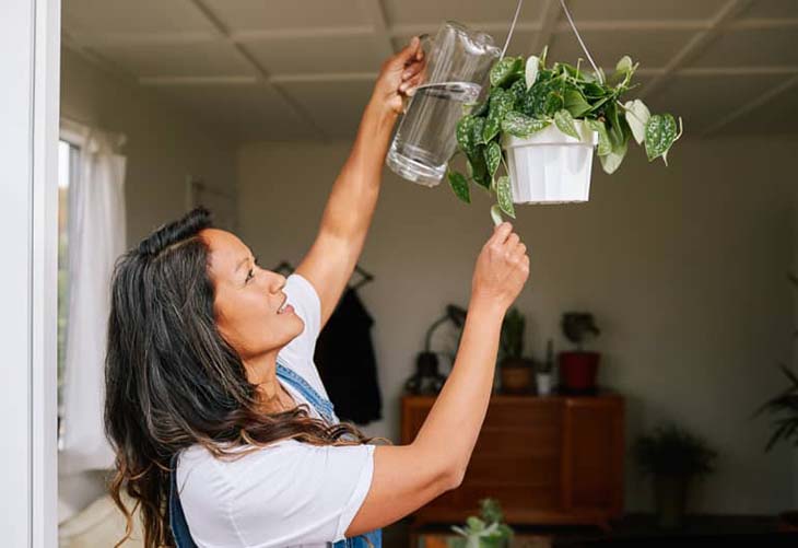 annaffiare le piante in vaso