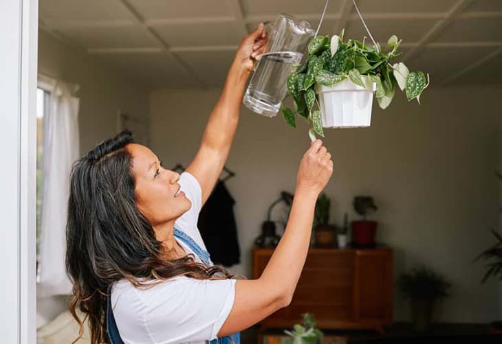 regar las plantas de maceta