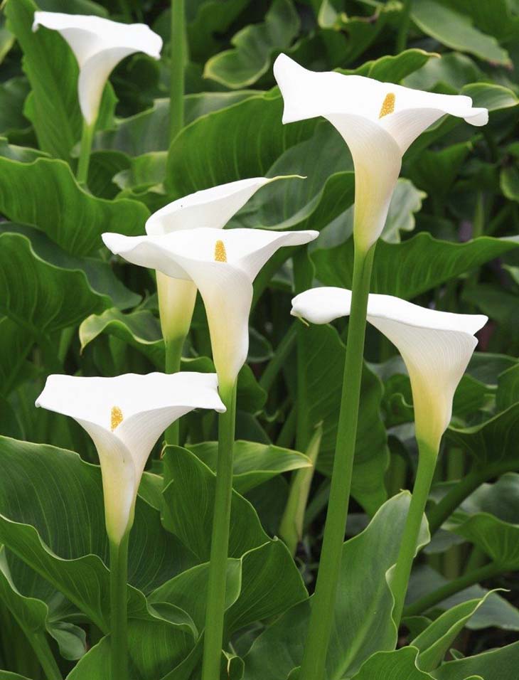 Voici comment entretenir l'arum blanc pour qu'il fleurisse, parfume la  maison et ne fane jamais