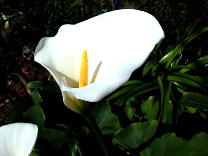 arum etiyopya1