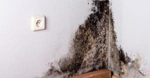 3 astuces efficaces pour éliminer la moisissure noire des murs en 5 minutes