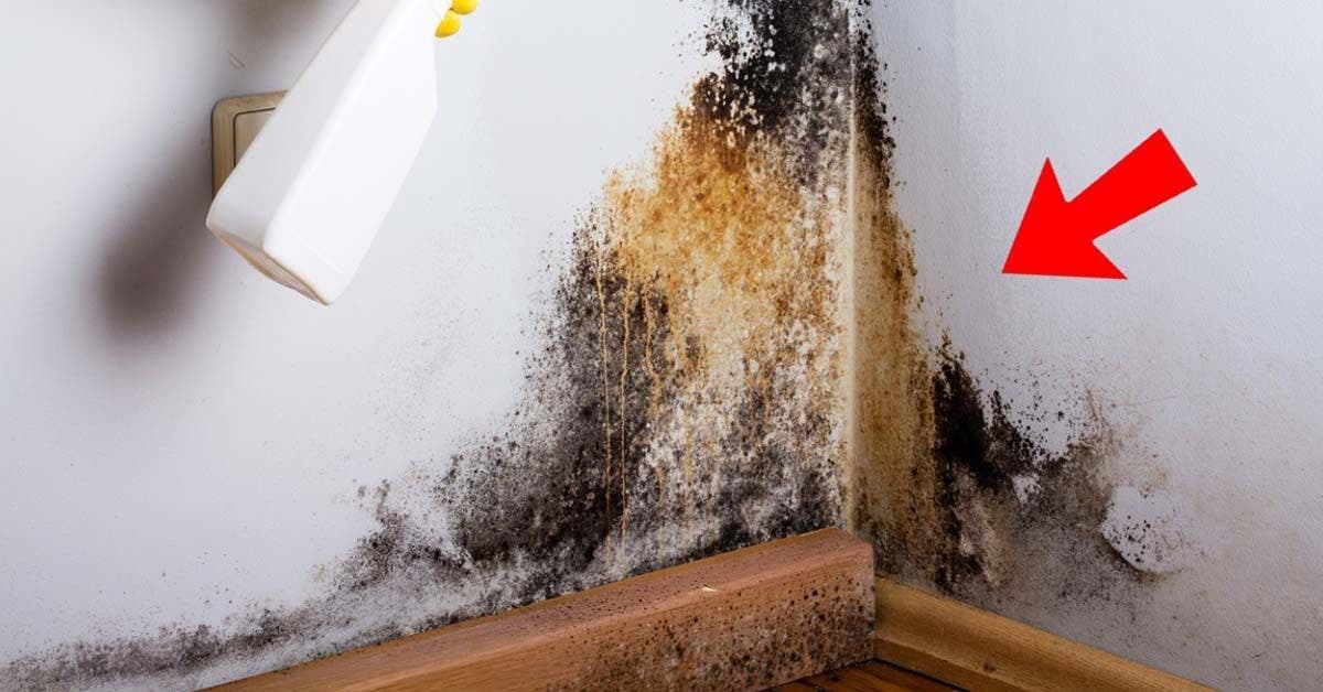 3 astuces pour éliminer la moisissure noire des murs