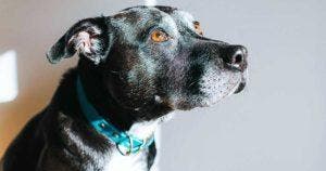 Au-delà de la pitié : Le périple étonnant d'un chien abandonné sur 70 km
