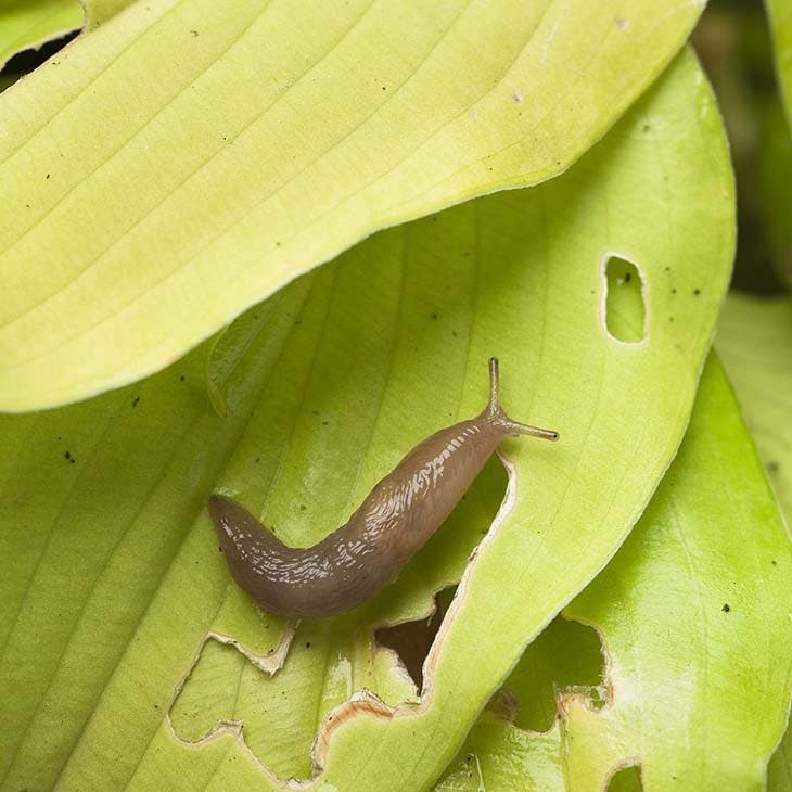 Foliage damaged by a slug