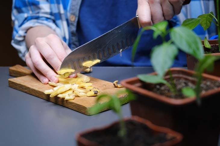 Cutting banana peels into small pieces to use as plant fertilizer