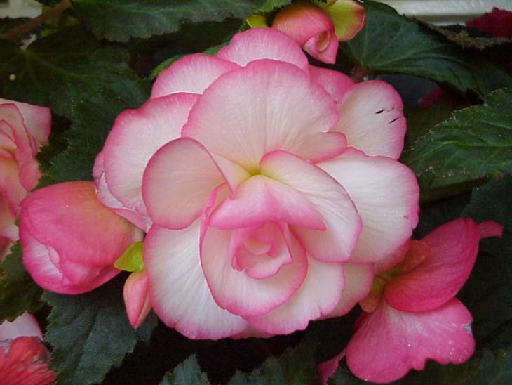 begonia tuberosa