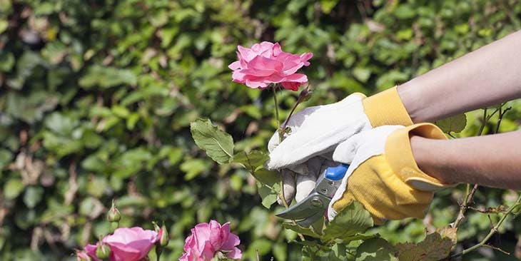 Rose du désert : faire pousser et fleurir, entretenir et bouturer