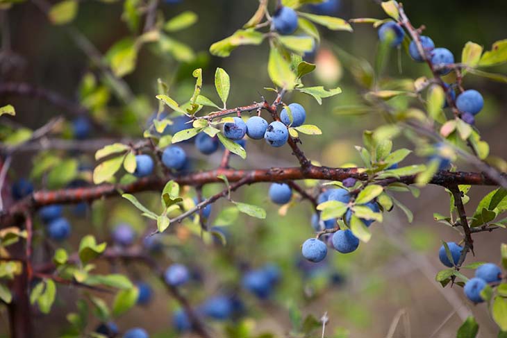 branches de bleuet