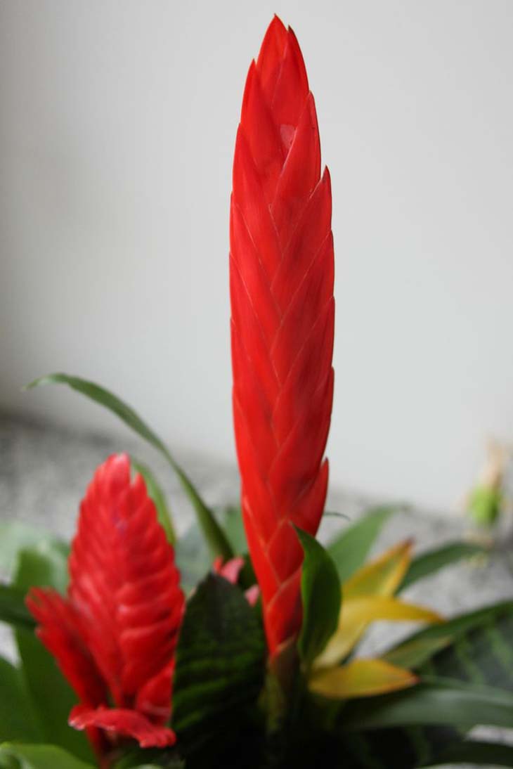 Vriesea bromeliadları