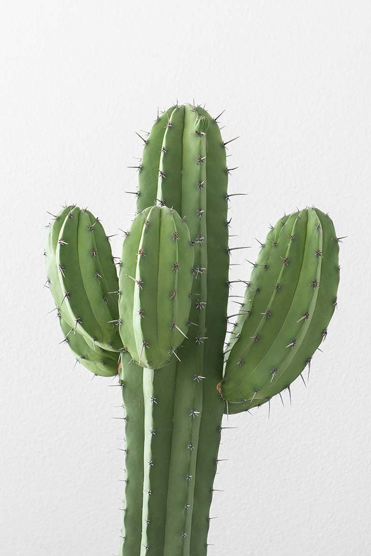 Le cactus peut provoquer une irritation Le cactus peut provoquer une irritation