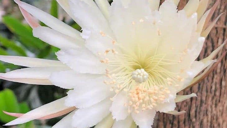 cactus que florecen de noche