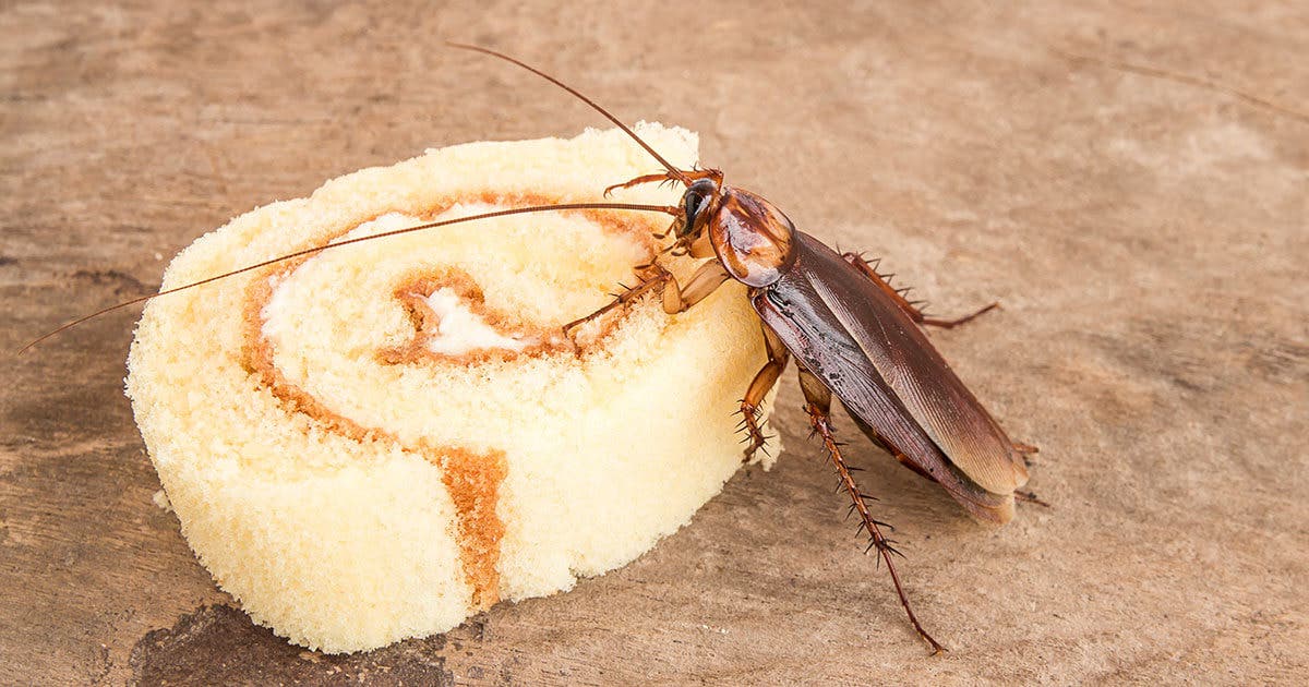 comida para cucarachas