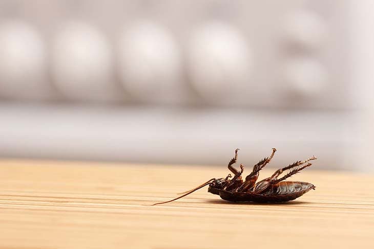 Uno scarafaggio in cucina
