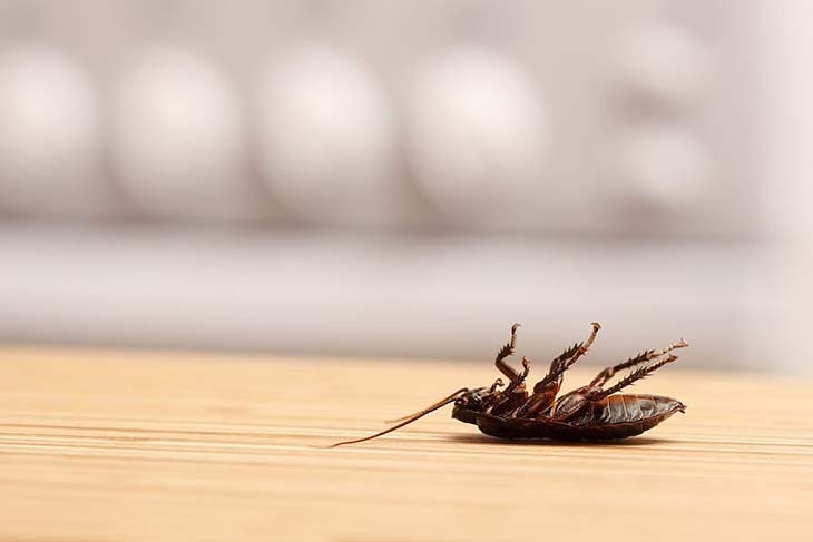 Una cucaracha en la cocina