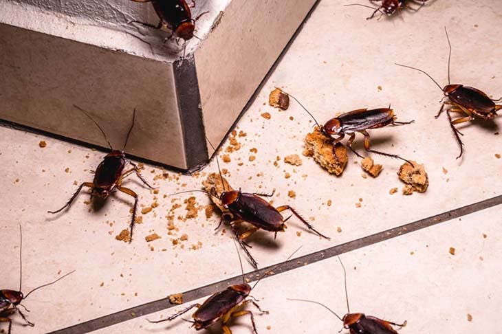 cucarachas en el suelo