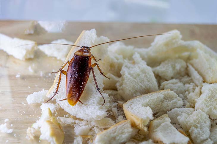 Comment se débarrasser des cafards - Bugator