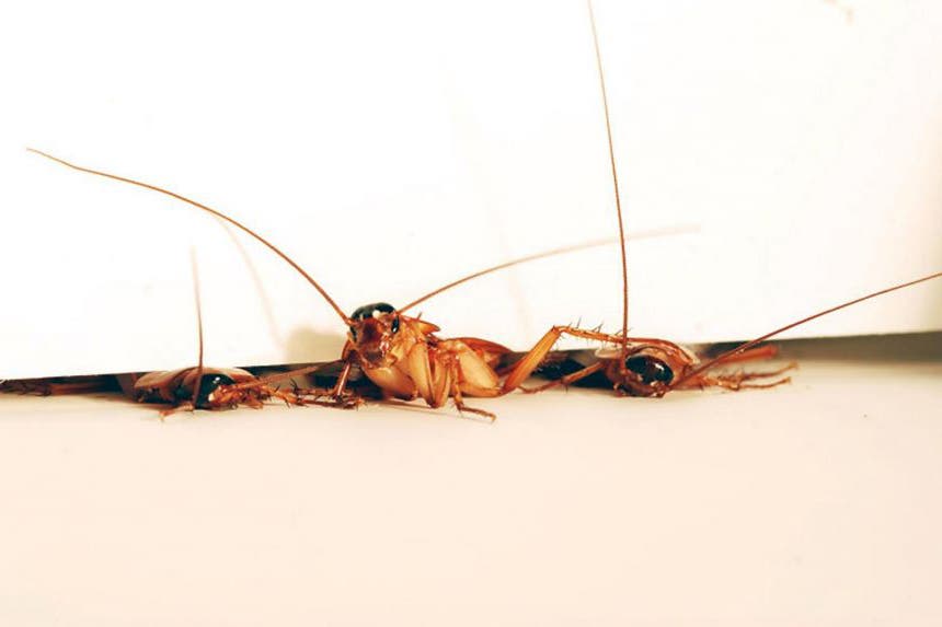 cucarachas grietas