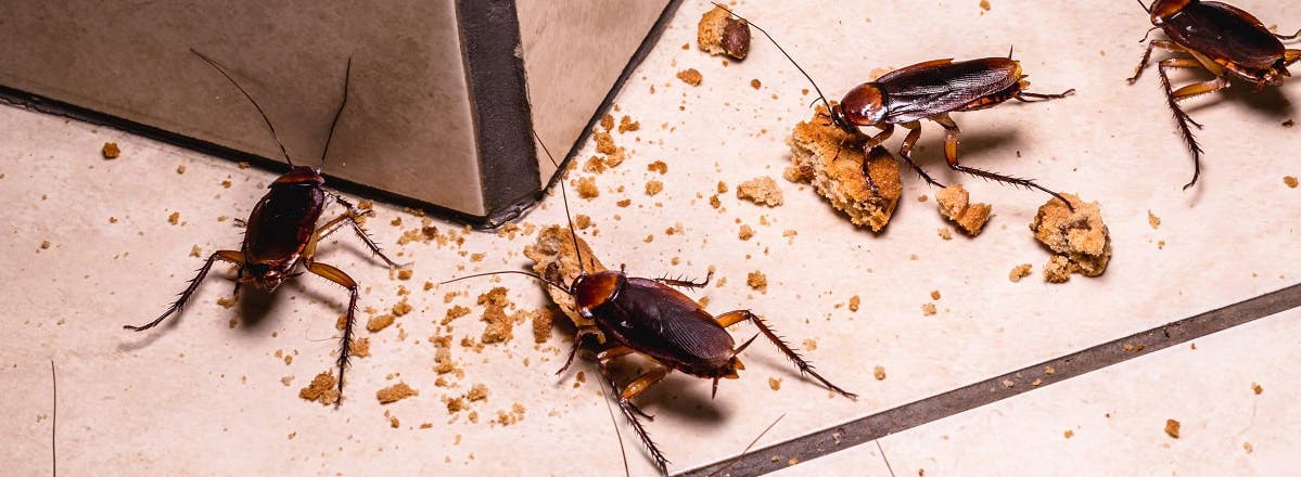 scarafaggi fatti in casa