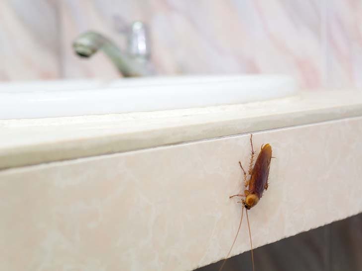cucaracha en el baño