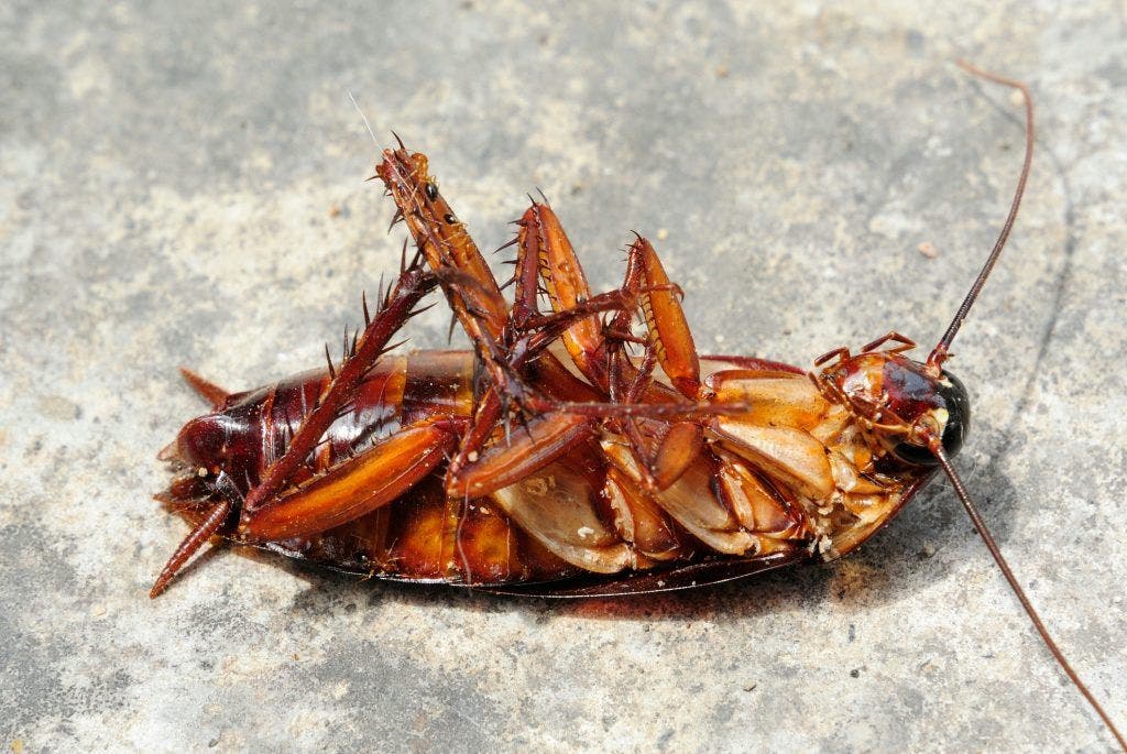 scarafaggi1