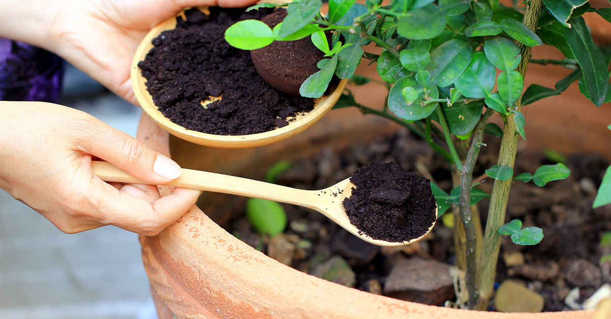 Engrais naturel : 10 façons de prendre soin de vos plantes et du