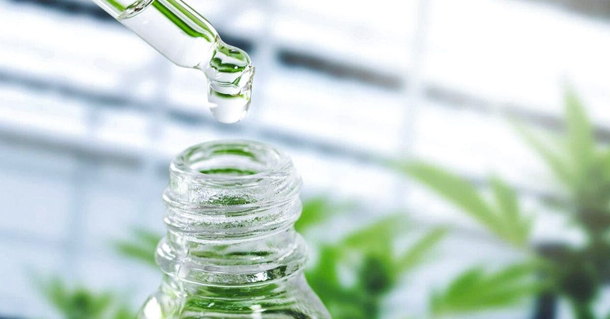 CBD : comment les professionnels structurent une offre fiable dans un marché en mutation