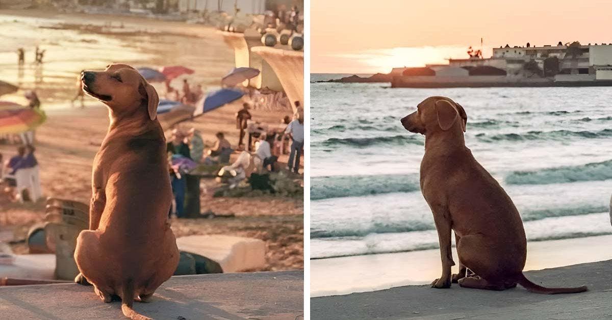 Ce chien se rend à la plage pour admirer le coucher de soleil chaque jour et soupire en le contemplant