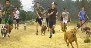 Ce lycée a décidé que ses élèves doivent promener les chiens d'un refuge pour animaux le matin