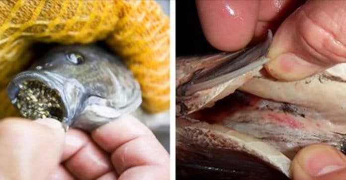Doctors warn: this fish is dangerous for your health!