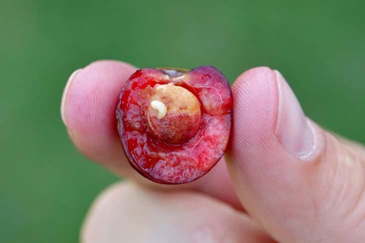 gusano blanco en la cereza