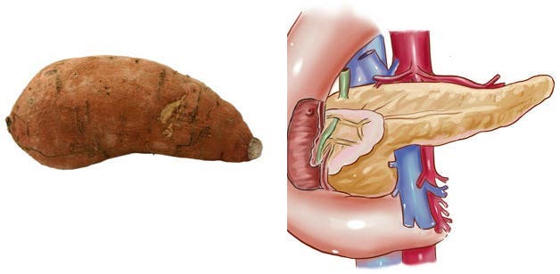 these foods-like-to-organs-they-heal-potato-sweet-pancreas