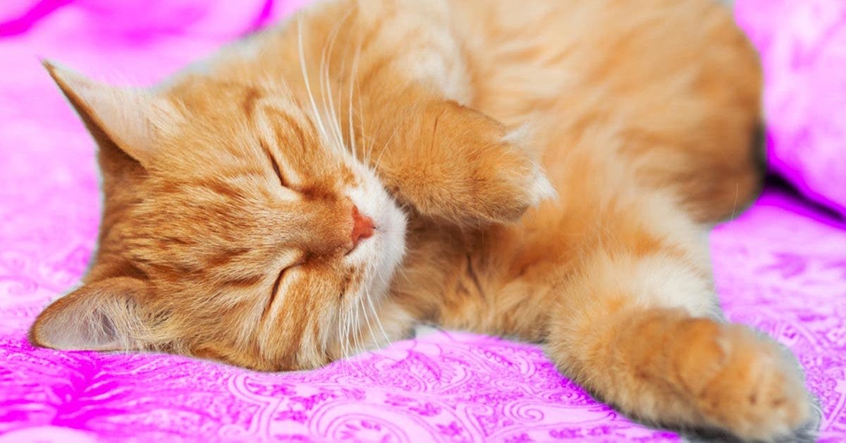 Que signifie un chat qui vous réveille tout le temps ?