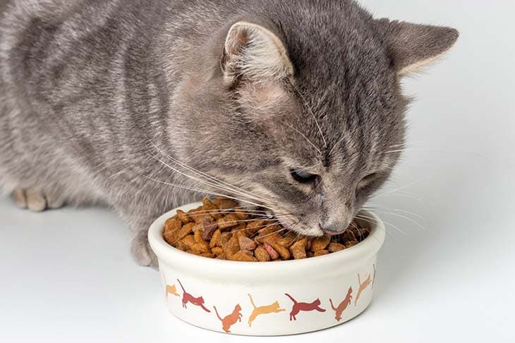 Où placer la nourriture de son chat dans la maison ?