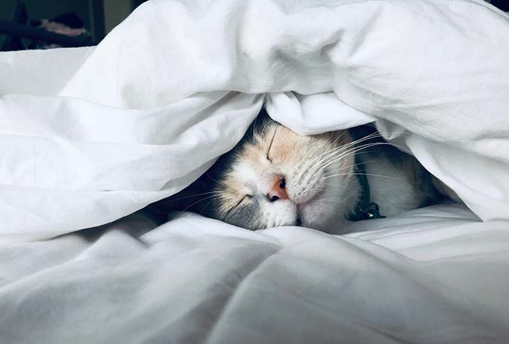 Un chat qui dort dans le lit de son maître - source : spm