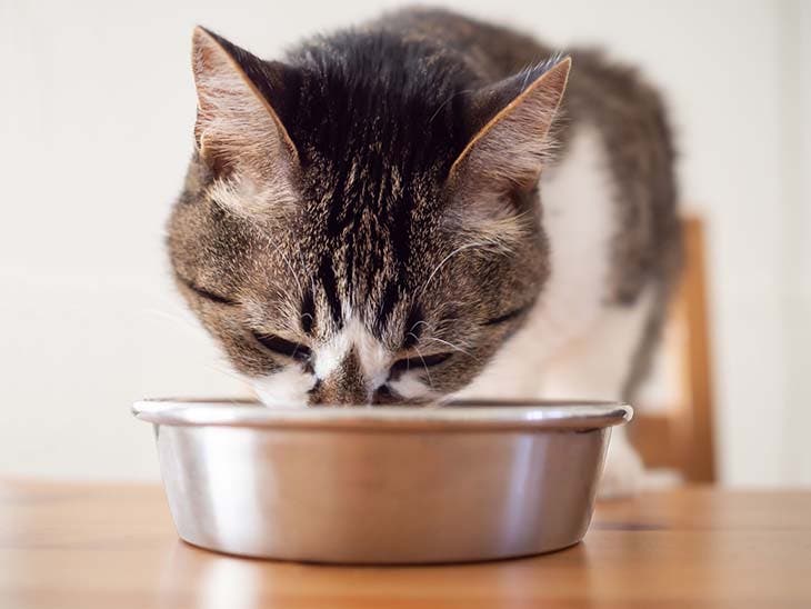chat en train de manger