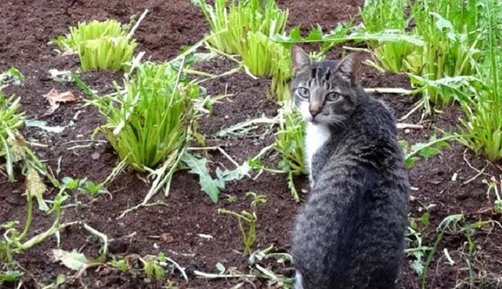 gato de jardín