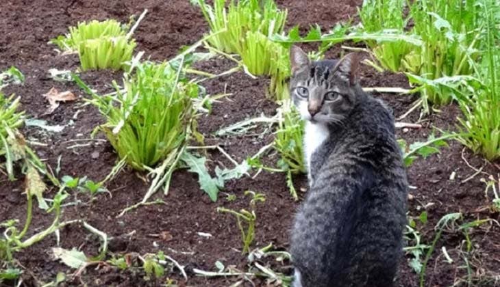 Mantenha os gatos fora do jardim