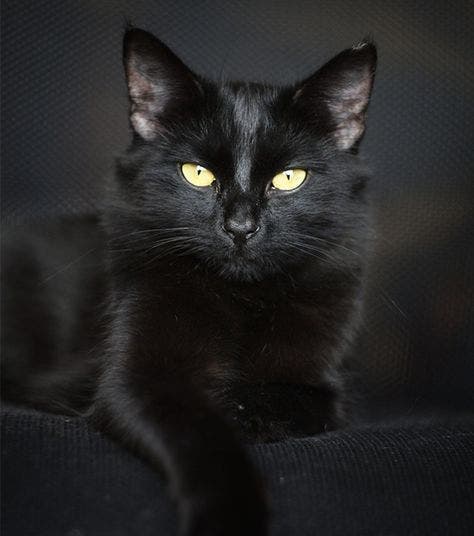 Le chat noir apporte prospérité